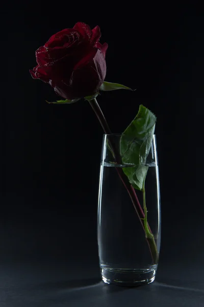 Hermosa rosa roja en un vaso de agua sobre un fondo negro —  Fotos de Stock