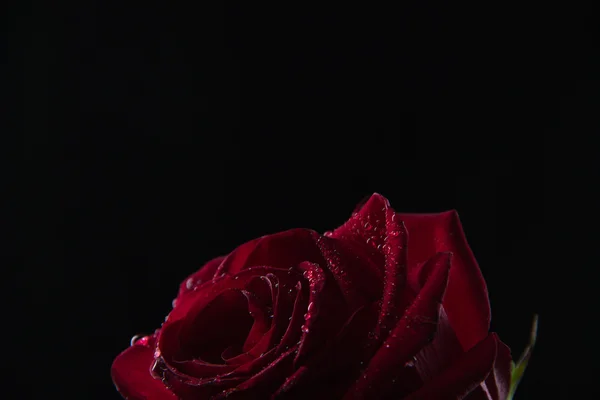 Hermosa rosa roja en un vaso de agua sobre un fondo negro —  Fotos de Stock