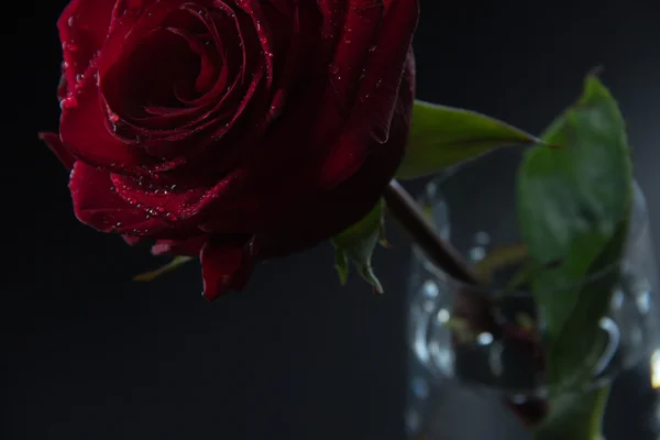 Hermosa rosa roja en un vaso de agua sobre un fondo negro —  Fotos de Stock