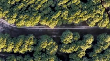 Günbatımında İHA ile çekilen Yeşil Orman hava görüntüleri. Altın saatinde Akdeniz 'in zengin ve dolu ağaçlarını gösteriyor..  