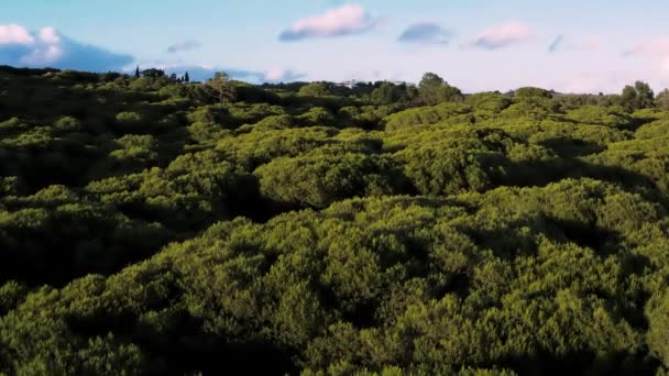 Grön Skog Flygbilder Filmade Med Drönare Vid Solnedgången Den Visar — Stockvideo