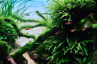 Tatlı su doğa akvaryumunda balık Rasbora Espei ve elmas tetra. Canlı bitkileri olan Aquascape - Pteropus Trident, Bucephalandra, Cyperus Helferi. Java yosunlarıyla kaplanmış Redmoor kökleri.