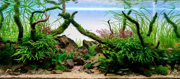 Aquarium Eau Douce Planté Aquascape Avec Des Plantes Vivantes Des — Photo