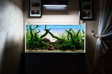 Canlı akvaryum bitkileri, Frodo taşları, Java yosunu ve elmas tetra balıklarıyla kaplı kırmızı moor kökleri olan tatlı su akvaryumu. Ayrıca Ludwigia Super Red, Trident eğreltiotu, Anubias mini, Rotala, Cyperus.