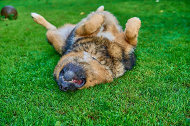                                Büyük köpek yeşil çimlerin üzerinde yatıyor.