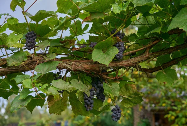 Zbliżenie Gałęzi Winorośli Niektórych Miejscach Pokrytych Mchem Czarnymi Winogronami Zielonymi — Zdjęcie stockowe