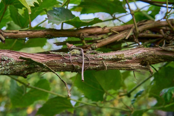 Closeup Grapevine Branch Green Leaves Vineyard — Stock Photo, Image