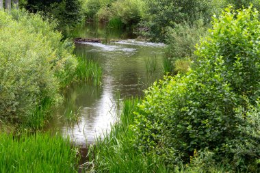 Huzurlu ve sakin bir nehir etrafını çevreleyen canlı bitki örtüsü ve yemyeşil sularla çevrili.