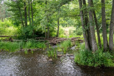 Huzurlu bir nehir sahnesi güzel bir şekilde canlı ağaçları, uyumlu bir atmosferi ve temiz akan suyu yakalıyor.