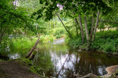 Renkli ağaçlar ve yemyeşil bitkiler tarafından çerçevelenmiş sakin bir nehir manzarası doğa meraklıları ve açık hava aşıkları için ideal.