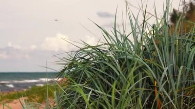 Okyanus ufkunu çevreleyen kumlu çimenler yumuşak altın ışığın altında kumlu kıyıları yalayan yumuşak dalgalar, sallanan dokulu bıçaklar.