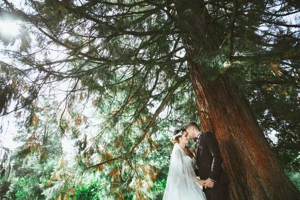 Brudgummen och bruden under träd — Stockfoto