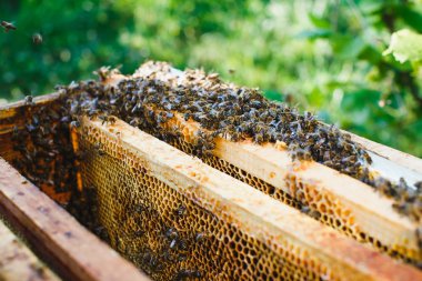 Swarm of bees on beehive with wooden frames of honeycomb inside 
