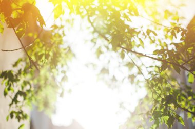 Bulanık ağaç dalları