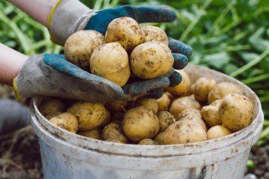 çiftçinin elinde organik patates