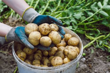 elleri kova arka plan üzerinde patates
