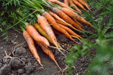 Fresh raw orange carrots