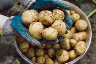 patates patates arka plan üzerinde elinde