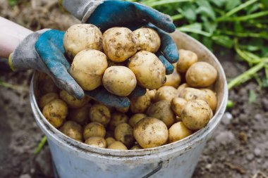 elinde taze hasat yıkanmamış patates