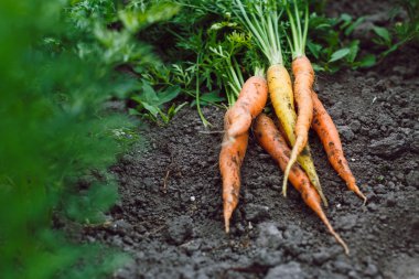 Fresh raw orange carrots