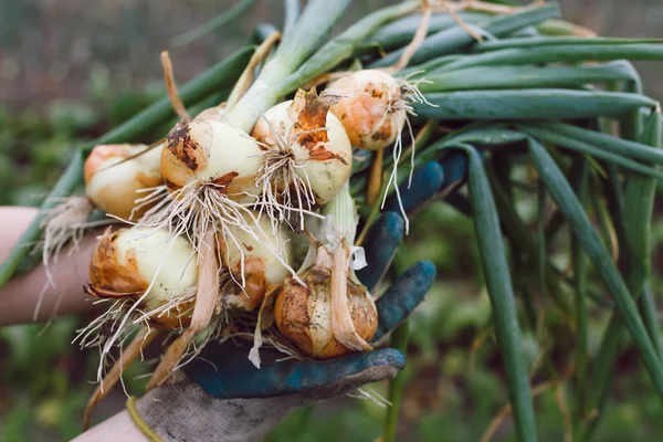 Hands in blue gloves holding onions — Stockfoto