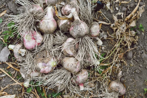 Ajo fresco con raíces — Foto de Stock