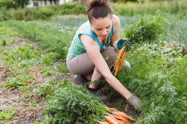 Young woman collecting carrots — Stock Photo, Image