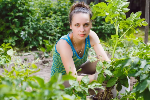 감자를 수확 하는 여자 — 스톡 사진