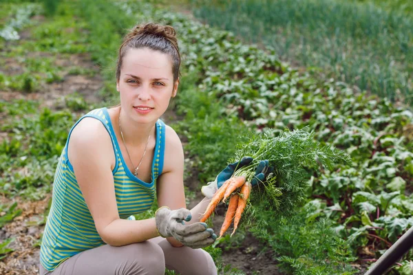 Junge Frau sammelt Möhren — Stockfoto