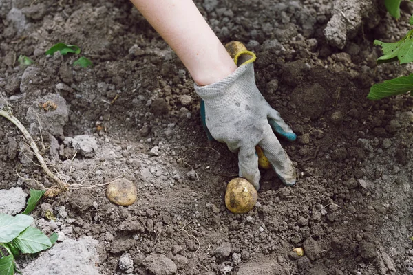 Hands harvesting homegrown potatoes — 스톡 사진