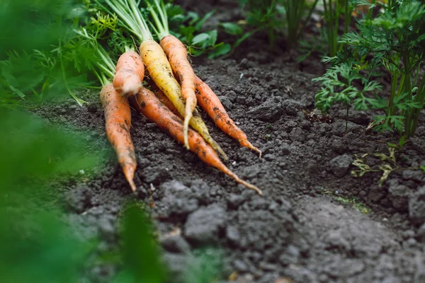 Nueva cosecha de zanahorias frescas — Foto de Stock