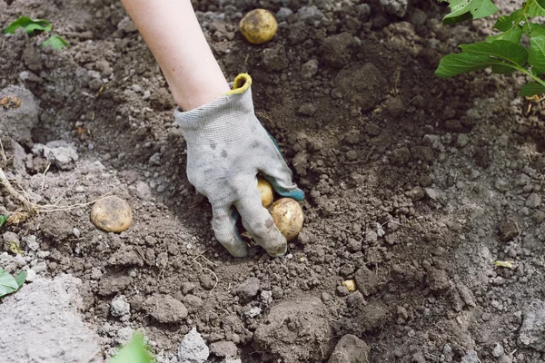 Hands harvesting homegrown potatoes — ストック写真