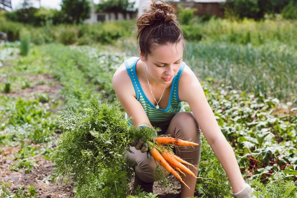 Young woman collecting carrots — Stock Photo, Image