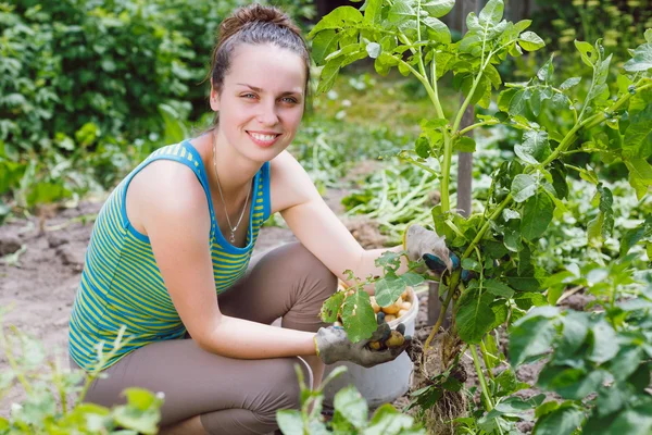 Woman harvesting potatoes — Stock Photo, Image