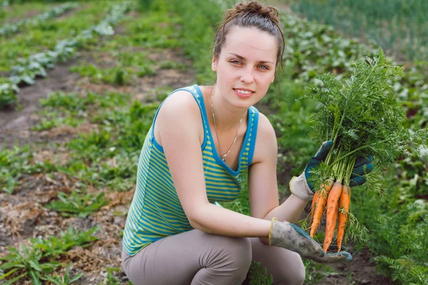 Jovem mulher coletando cenouras — Fotografia de Stock