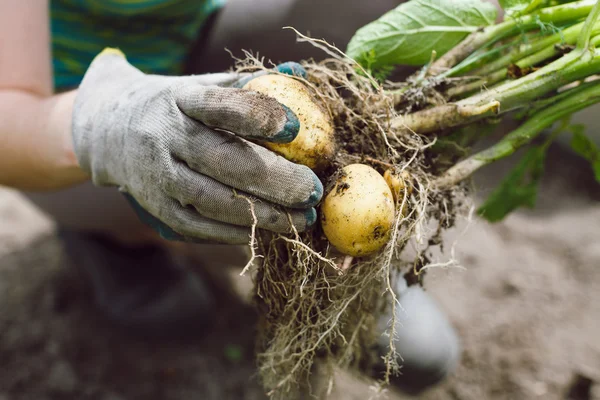 Manos cosechando patatas — Foto de Stock