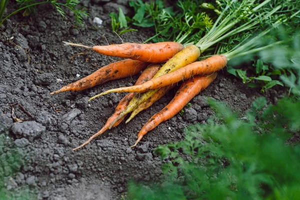 Новий урожай свіжої моркви — стокове фото