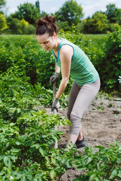 Femmes creusant des pommes de terre — Photo