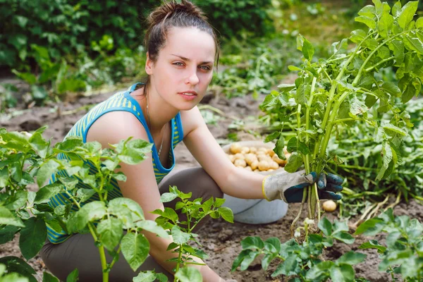 Woman holding bush of dug potatoes — Stock Photo, Image