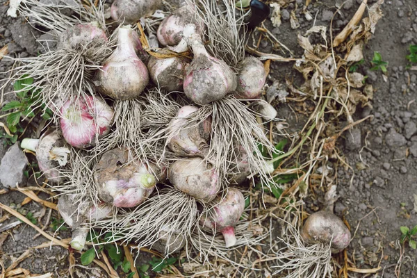 뿌리와 신선한 마늘 — 스톡 사진