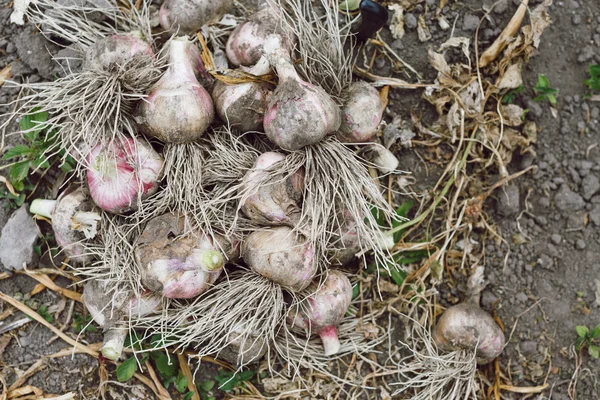 Ajo fresco con raíces — Foto de Stock