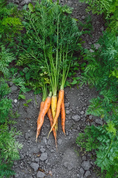 Nueva cosecha de zanahorias frescas — Foto de Stock