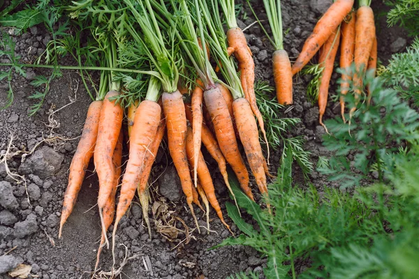 Fresh raw orange carrots — Zdjęcie stockowe