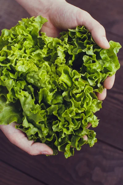 Lettuce on man's hands — Stock Photo, Image