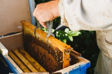Petek apiarist holding çerçeve
