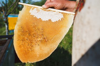 Larva petek parçası gösterilen arıcı