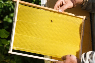 Petek apiarist holding çerçeve