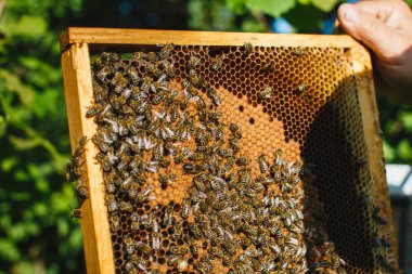 Petek apiarist holding çerçeve