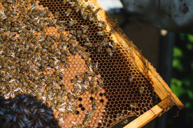 Petek apiarist holding çerçeve