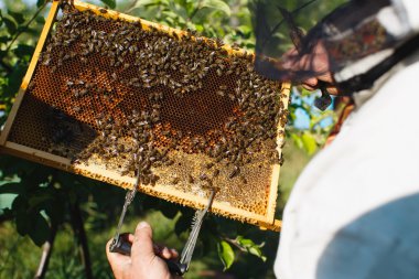 Petek apiarist holding çerçeve